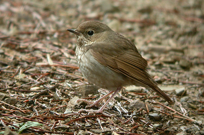 Rufous-tailed Robin