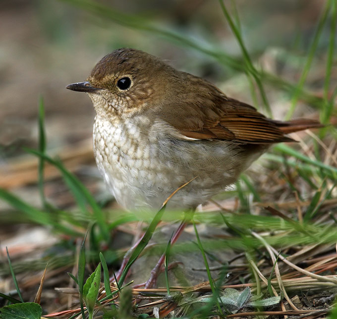 Rufous-tailed-Robin_RN.jpg