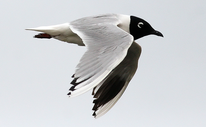 Saunders's Gull