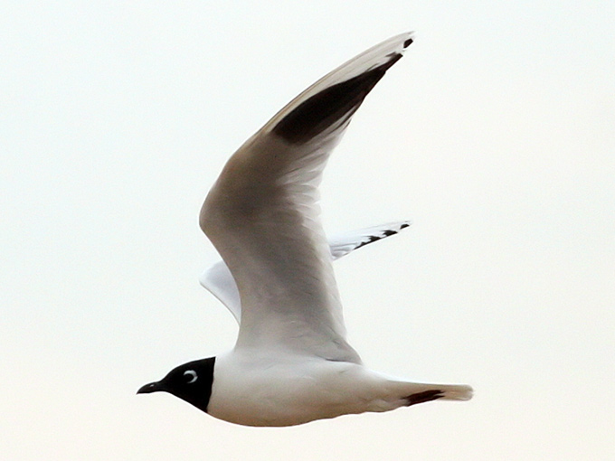 Saunders's Gull
