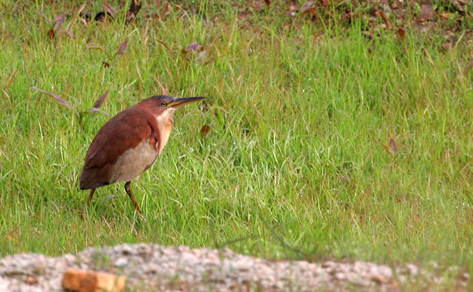 Shrenck's Bittern