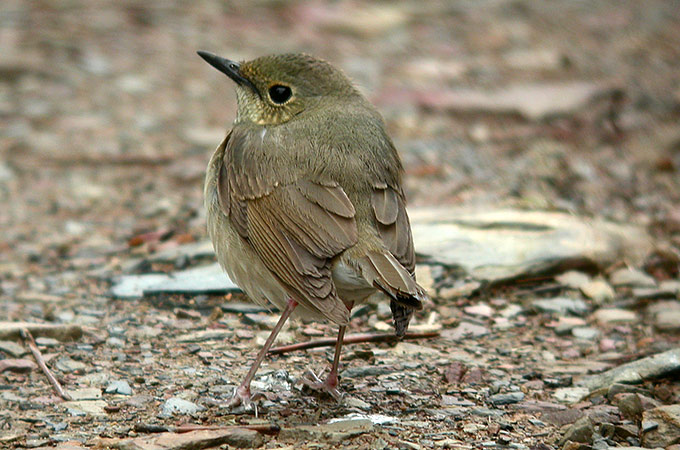 Siberian Blue Robin