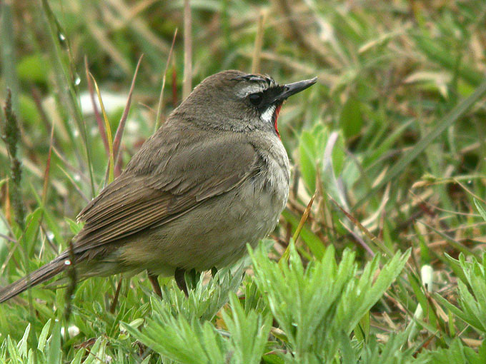 Siberian Rubythroat