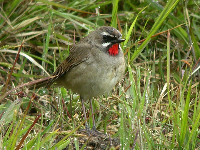 Siberian Rubythroat