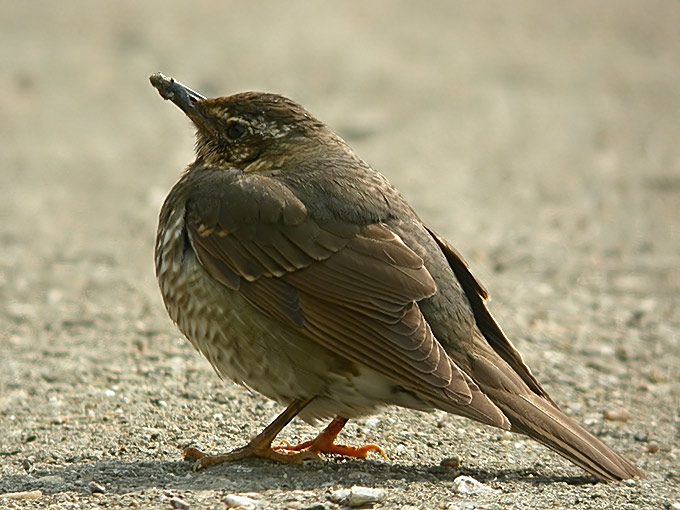 Siberian Thrush