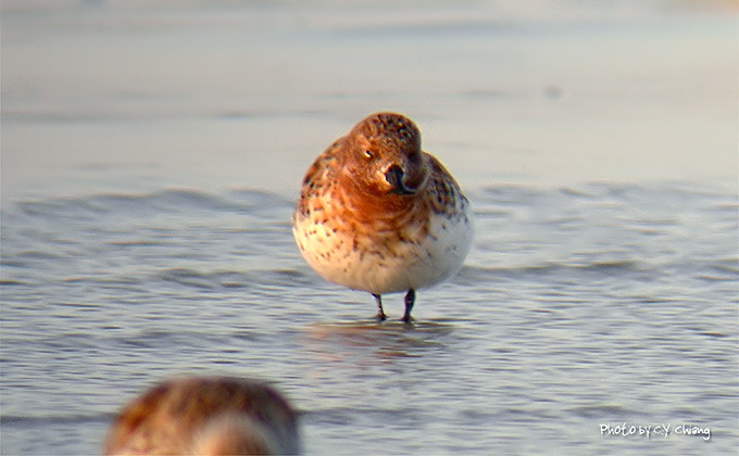 Spoon-billed Sandpiper
