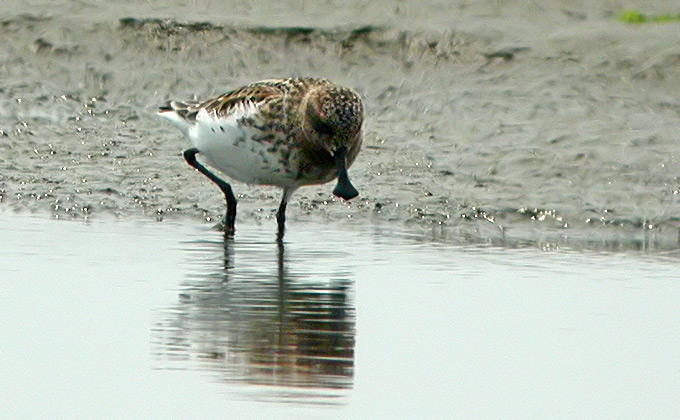 Spoon-billed Sandpiper