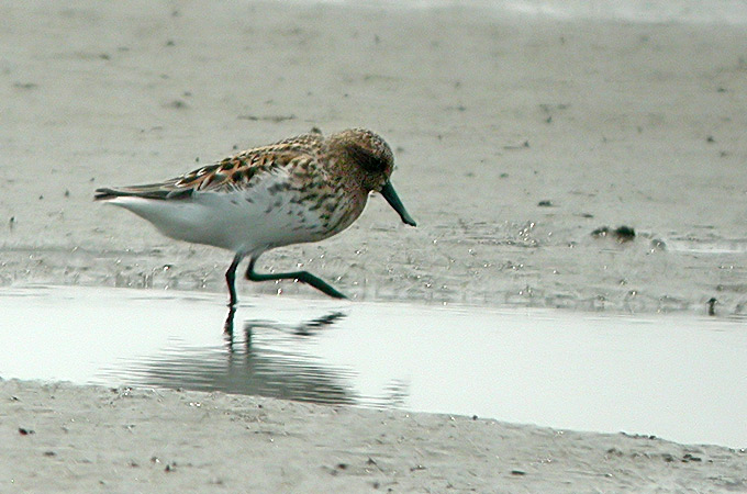 Spoon-billed Sandpiper