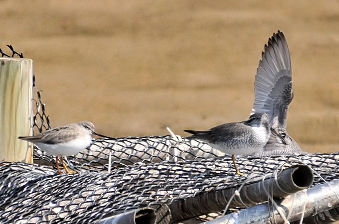 Terek Sandpiper and Grey-tailed Tattler