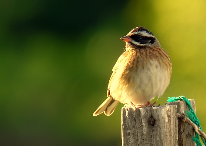 Tristram's Bunting