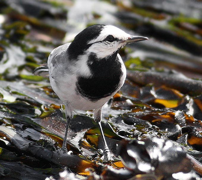 White Wagtail