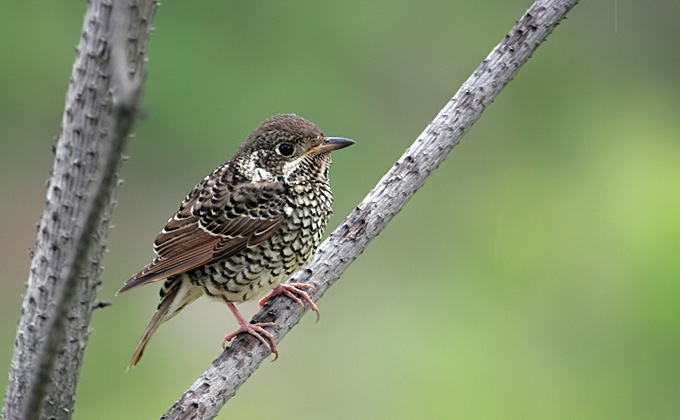 White-throated Rock Thrush