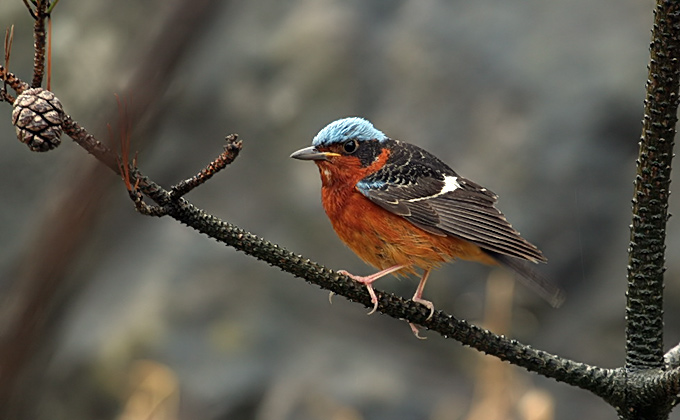 White-throated Rock Thrush