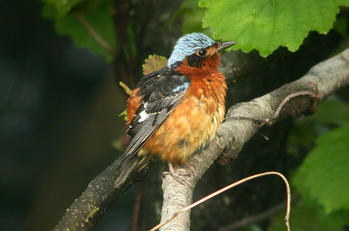 White-throated Rock Thrush