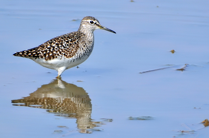 Wood Sandpiper