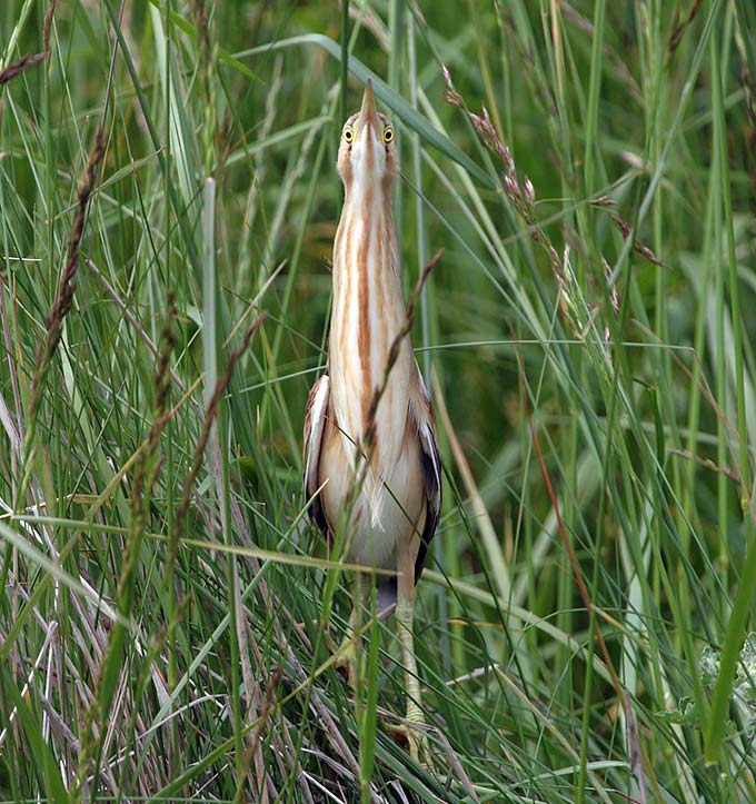 Yellow Bittern