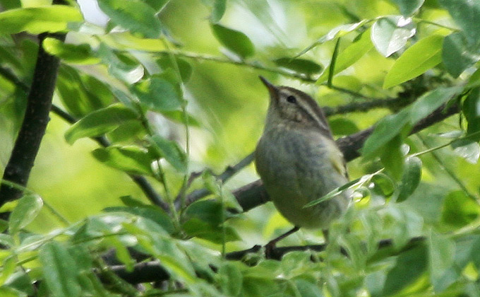 Yellow-browed Warbler