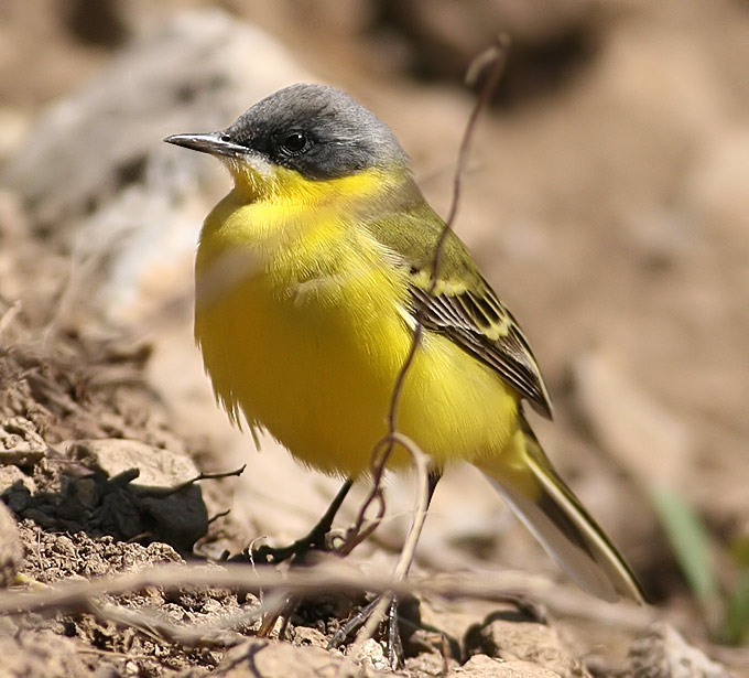 Eastern Yellow Wagtail