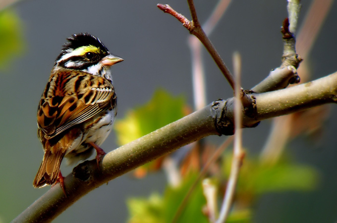 Yellow-browed Bunting