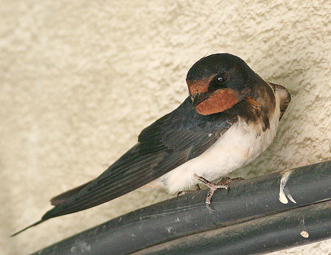 Barn Swallow