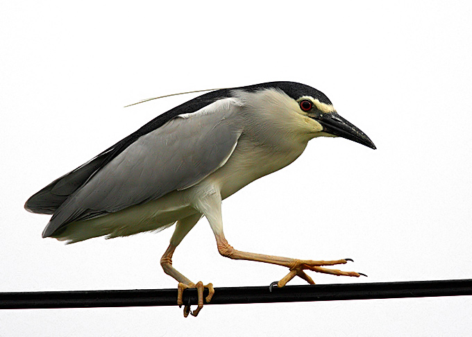 Black-Crowned Night Heron