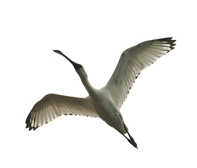Black-faced Spoonbill