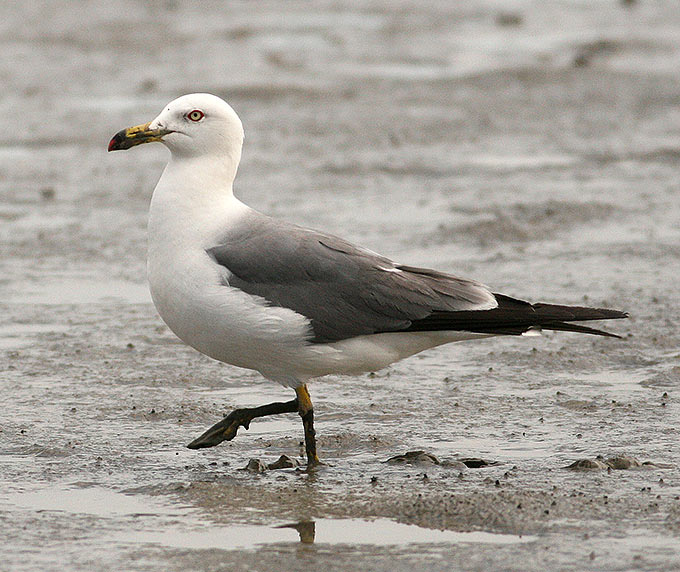 Black-tailed Gull