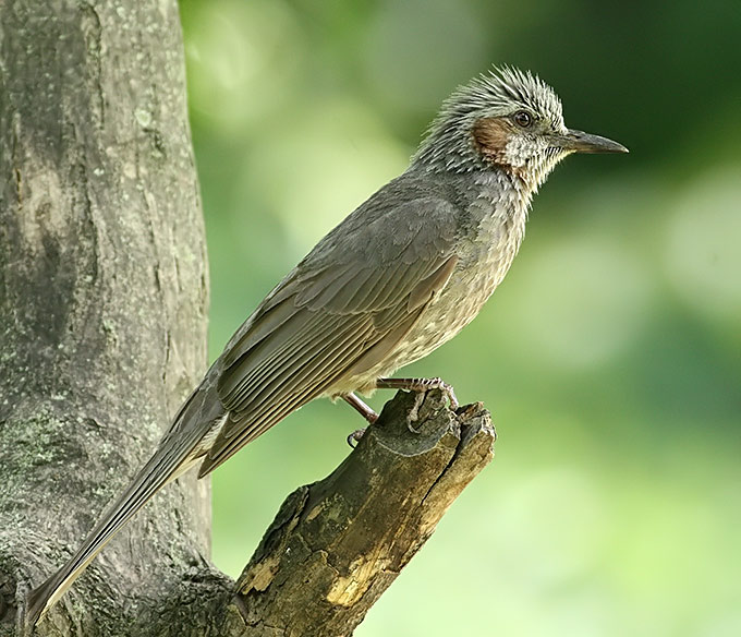 Brown-eared Bulbul