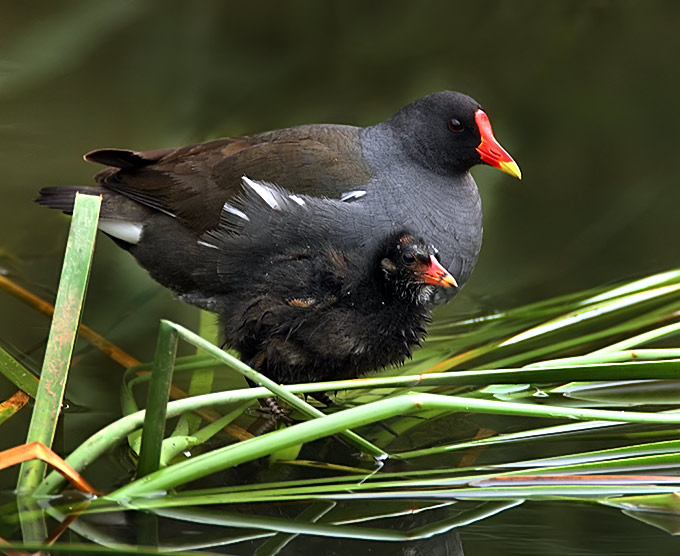 [Image: Common-Moorhen_RN.jpg]
