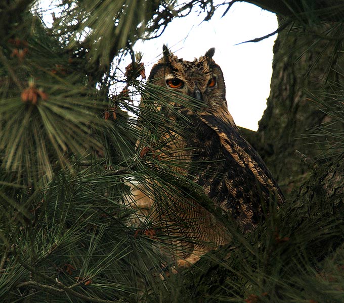 Eurasian Eagle-Owl