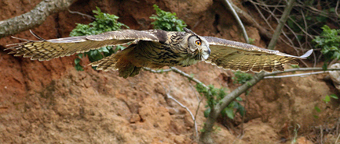 Eurasian EagleOwl Bubo bubo Photo Tim Edelsten