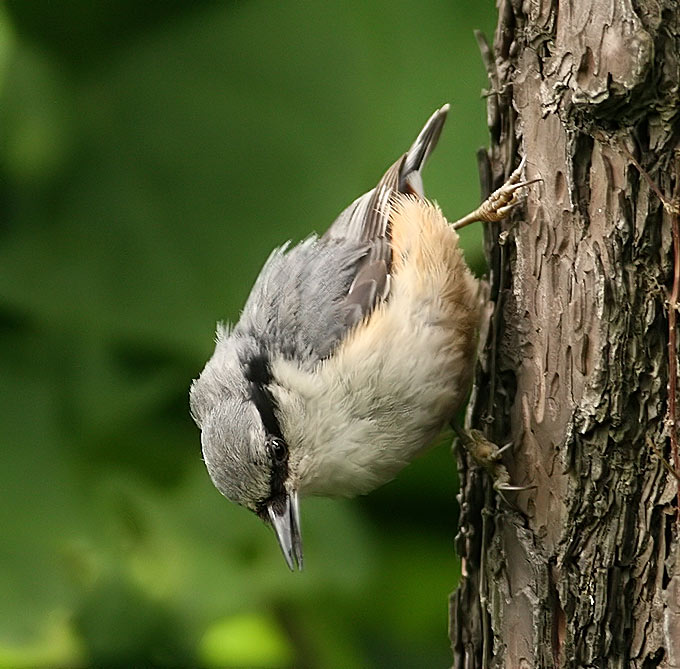 Eurasian Nuthatch