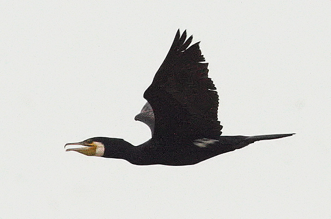 Great Cormorant