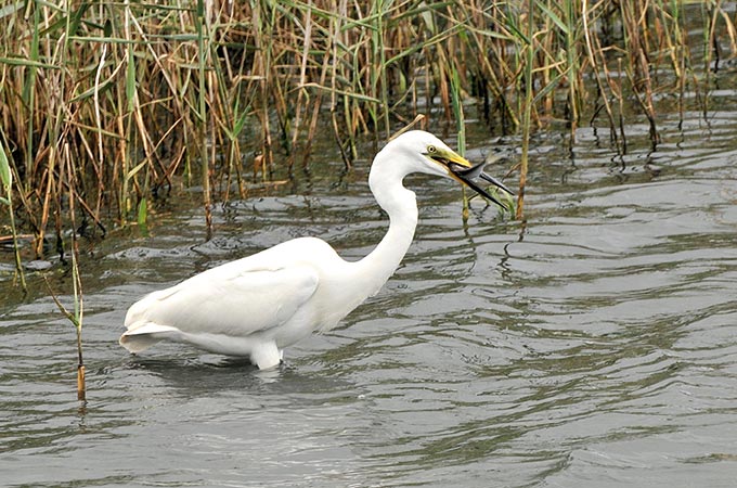 Great Egret