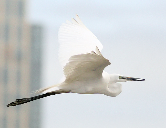Great Egret