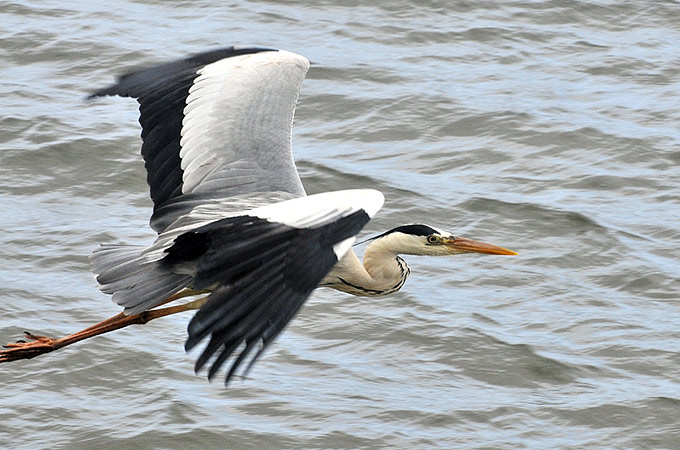 free downloading pics of grey heron habitat