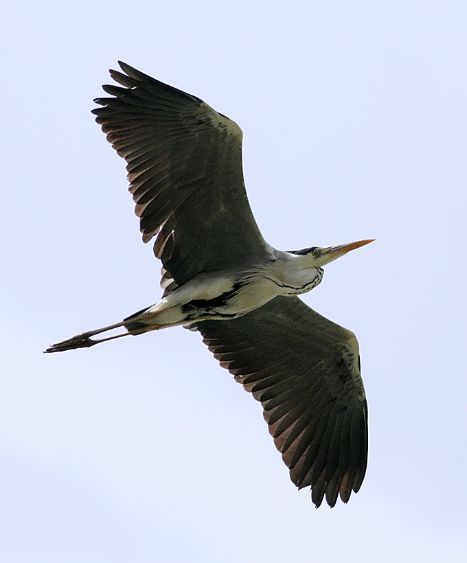 Grey Heron