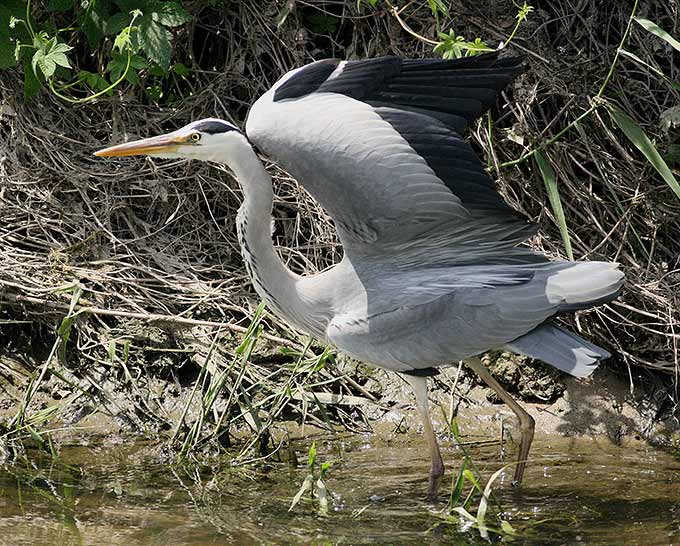Grey Heron