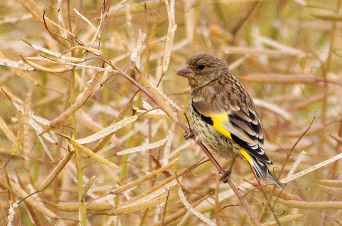Grey-capped Greenfinch