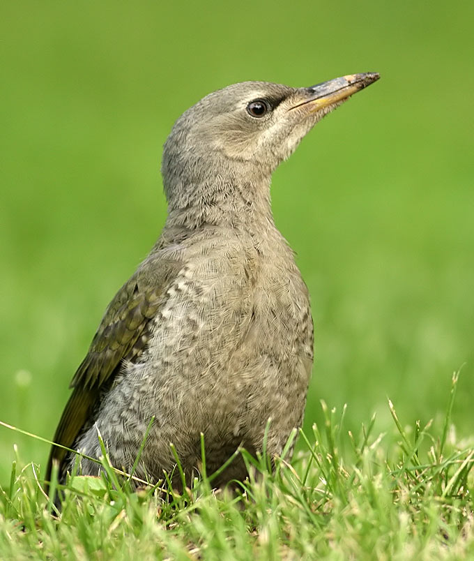 Grey-headed Woodpecker