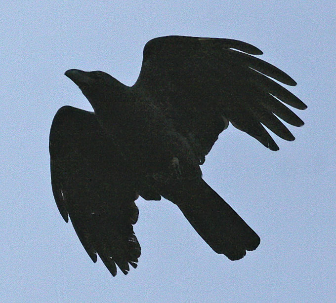 Large-billed Crow