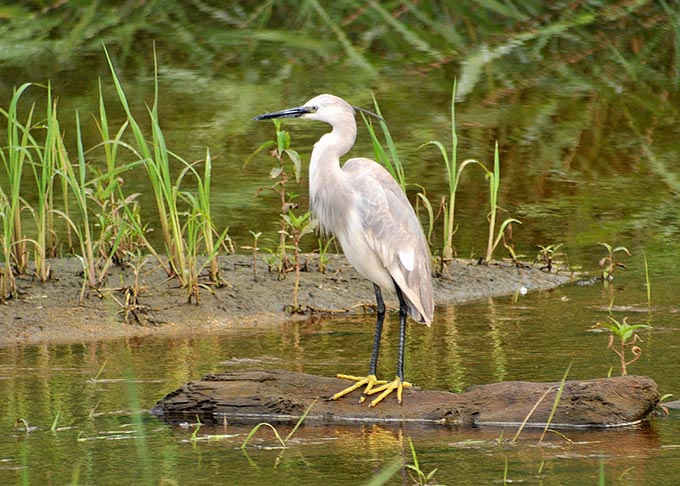 Little Egret