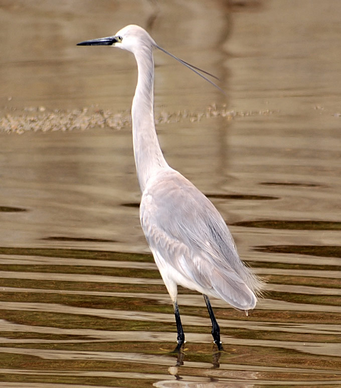 Little Egret
