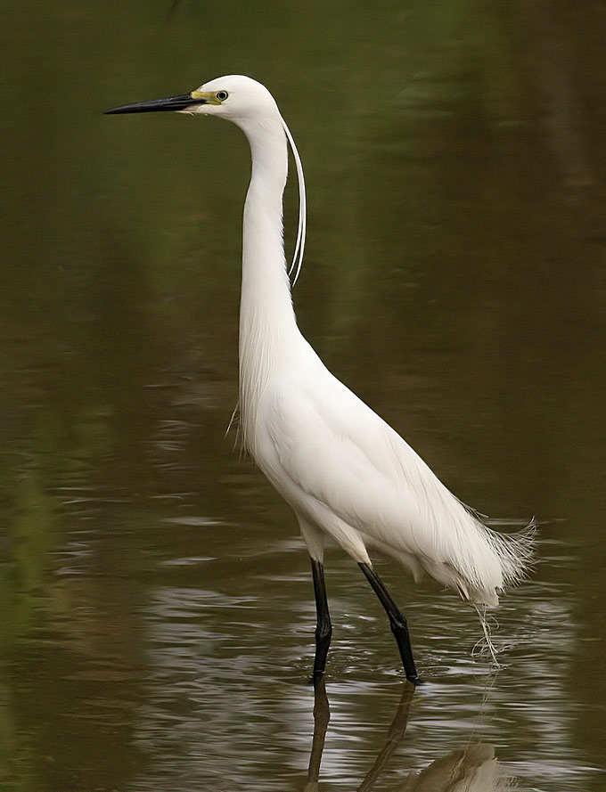 Little Egret