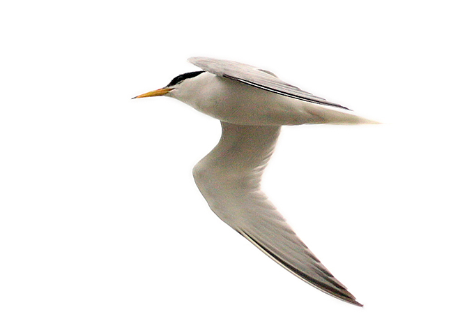 Little Tern