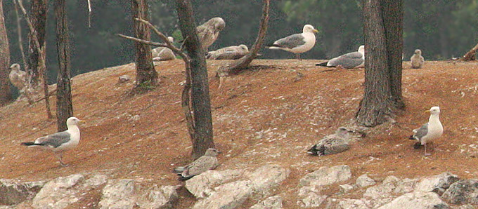 Mongolian Gull