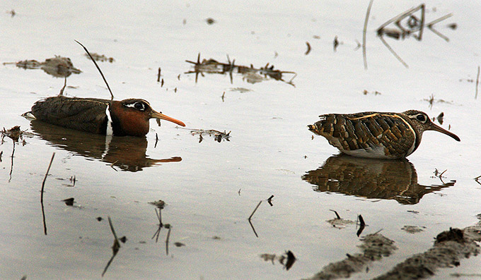 Greater Painted Snipe