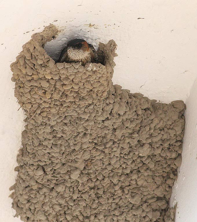 Red-rumped Swallow