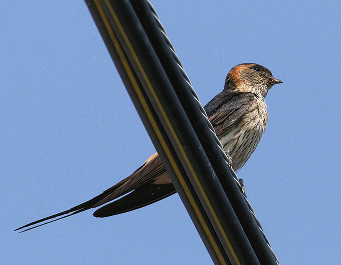 Red-rumped Swallow