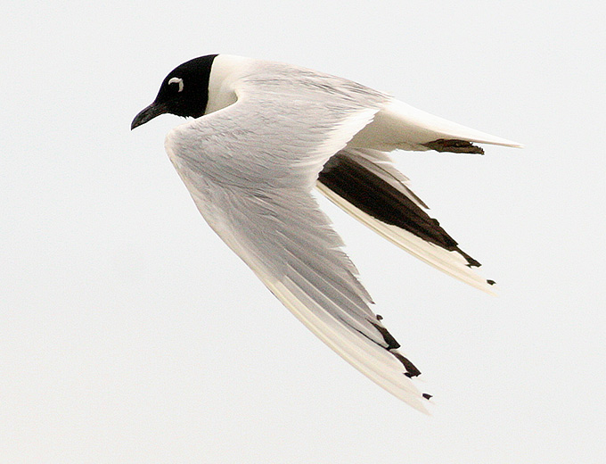 Saunders's Gull